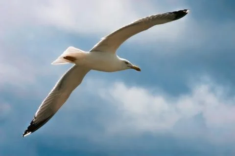 A seagull is flying in the sky. Stock Photos