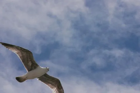 A seagull is flying in the sky. Stock Photos