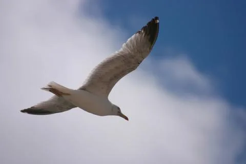 A seagull is flying in the sky. Stock Photos