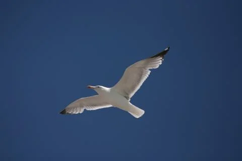 A seagull is flying in the sky. Stock Photos