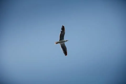 Seagull flying in the sky Stock Photos