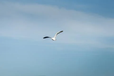 Seagull flying in the sky Stock Photos