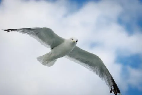 Seagull flying in the sky Foto stock