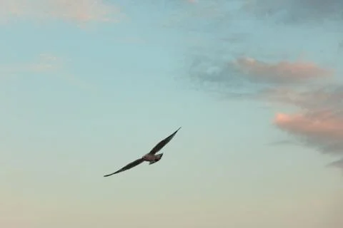The seagull is flying in the sky 스톡 사진