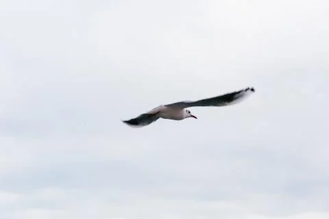 Seagull flying in the sky Stock Photos
