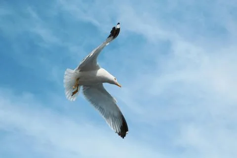 Seagull flying in the sky Stockfoto's