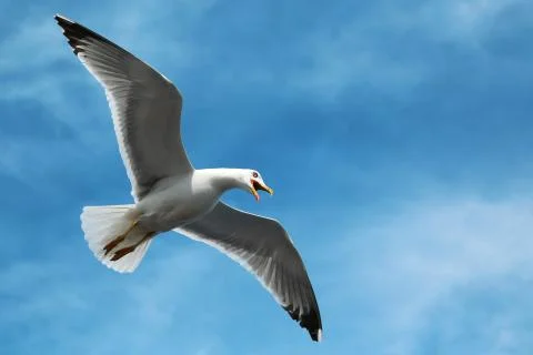 Seagull flying in the sky Stock-Fotos
