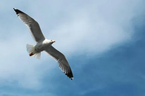 Seagull flying in the sky Stock Photos