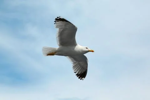 Seagull flying in the sky Stock Photos