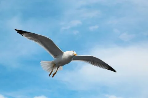 Seagull flying in the sky Stock Photos