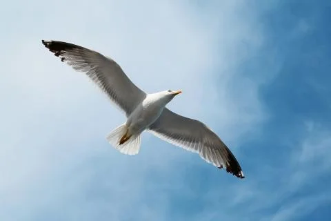 Seagull flying in the sky Photos