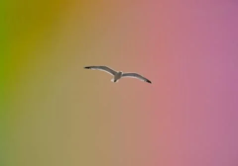 Seagull flying in the sky Stock Photos
