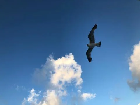 Seagull flying in the sky Foto stock