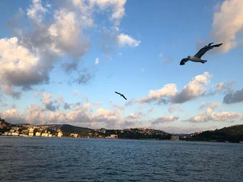 Seagull flying in the sky Foto stock