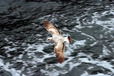 Seagull flying on sky Stock Photos