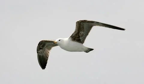 Seagull flying on sky Stock Photos
