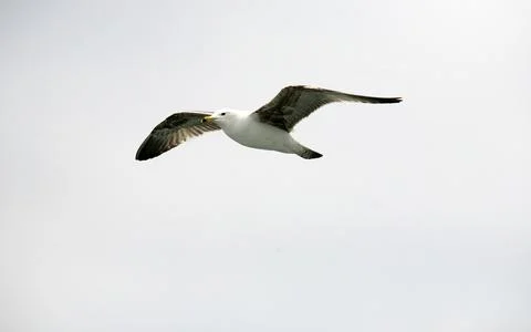 Seagull flying on sky Stock Photos
