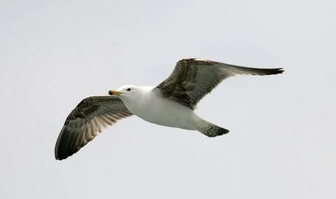 Seagull flying on sky Stock Photos