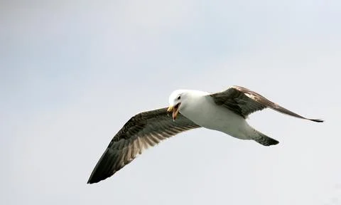 Seagull flying on sky Stock Photos