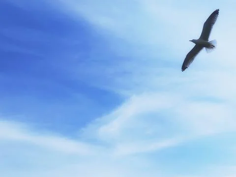 Seagull flying in the sky Stock-Fotos