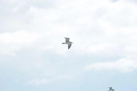 Seagull flying in the sky Stock Photos