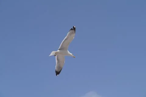 A seagull flying up in the sky Stock Photos