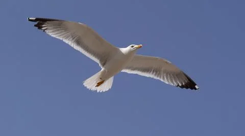 A seagull flying up in the sky Foto stock
