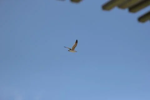 Seagull flying in the sky Stock Photos