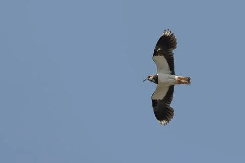 Seagull flying in the sky Stock Photos