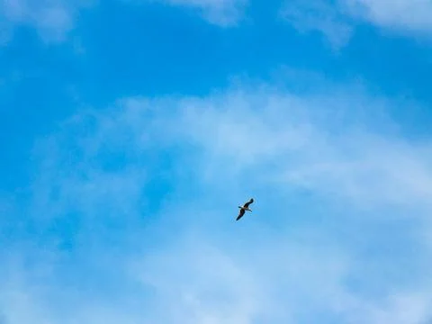 Seagull Flying In The Sky Stock Photos