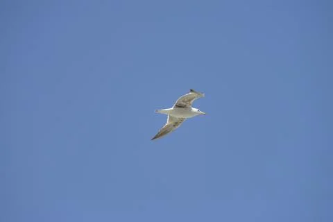 Seagull flying in the sky Stock Photos
