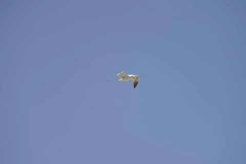 Seagull flying in the sky Stock Photos