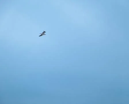 A seagull flying in the sky Stock Photos