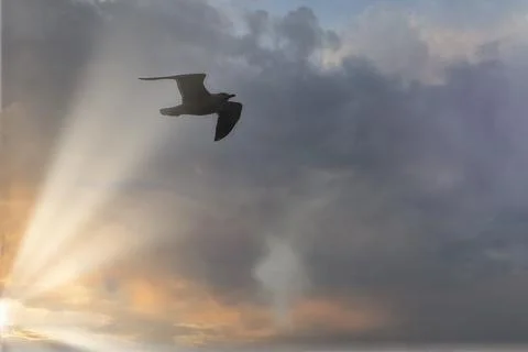 Seagull flying in the sky. Stock Photos