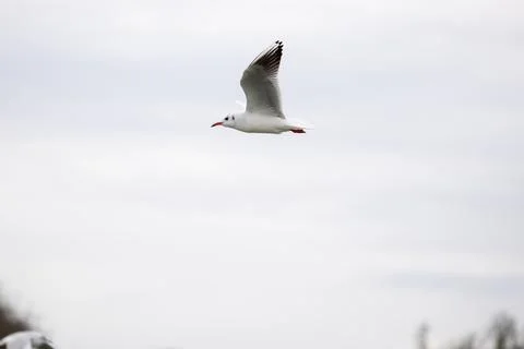 A seagull is flying in the sky Stock Photos