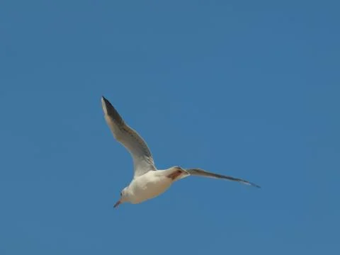 A seagull is flying in the sky. Stock Photos