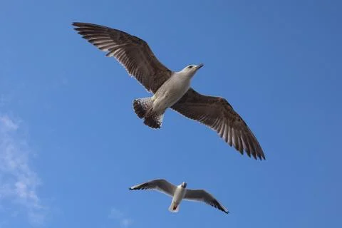 Seagull is flying in the sky Stock Photos