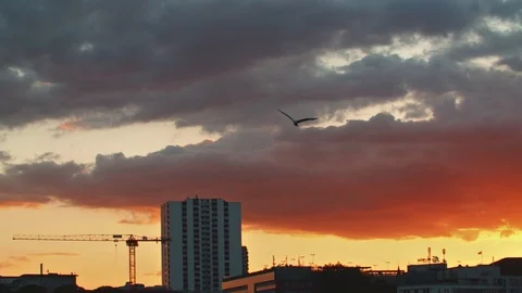 Seagull flying in the Sky at Sunset Видео 120554131