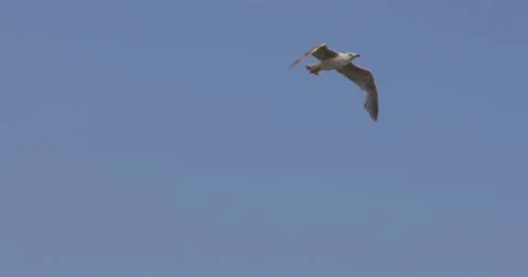 Seagull flying in slow-motion 2K 스톡 동영상 11121021