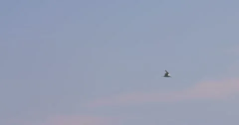 Seagull flying in slow-motion 2K Stock Footage 11121088
