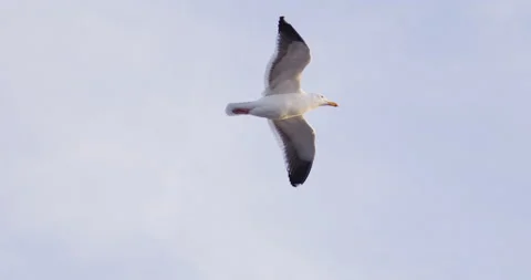 Seagull Flying Slow Motion 4K Stock Footage 222840974