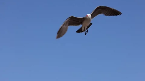 Seagull flying in slow motion at the beach Stock Footage 337435657