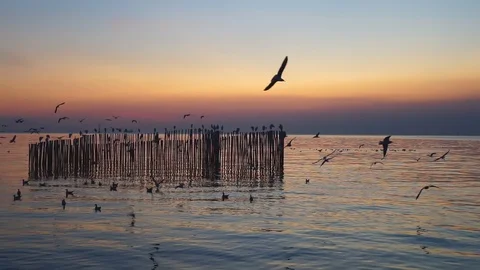 Seagull flying slow motion at dusk. Vídeo Stock 121491396