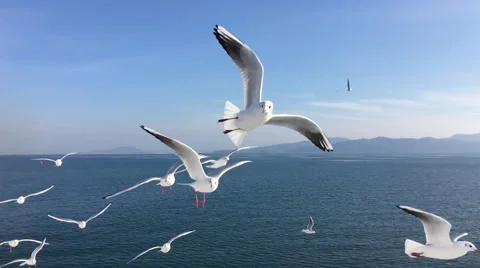 Seagull flying slow motion Vídeo Stock 67198984