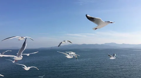 Seagull flying slow motion Vídeo Stock 67199756