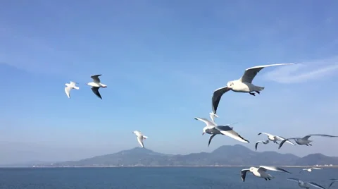 Seagull flying slow motion Vídeo Stock 67200003