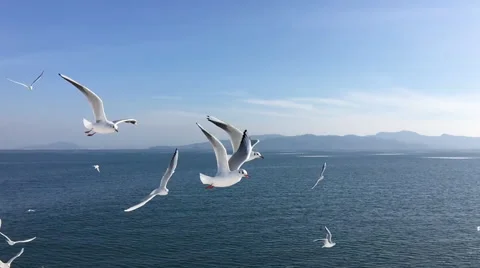 Seagull flying slow motion 库存影片 67200115