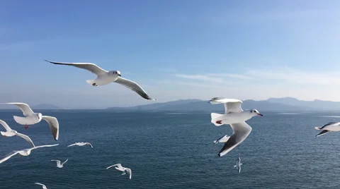 Seagull flying slow motion Vídeo Stock 67200350