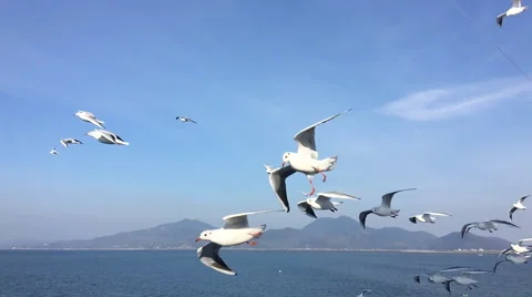Seagull flying slow motion Vídeo Stock 67200469