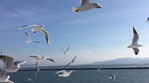 Seagull flying slow motion 库存影片 67200671